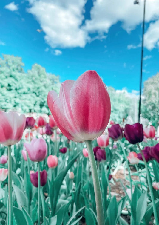 Tablou Canvas - Flori 237 Elegant Modern