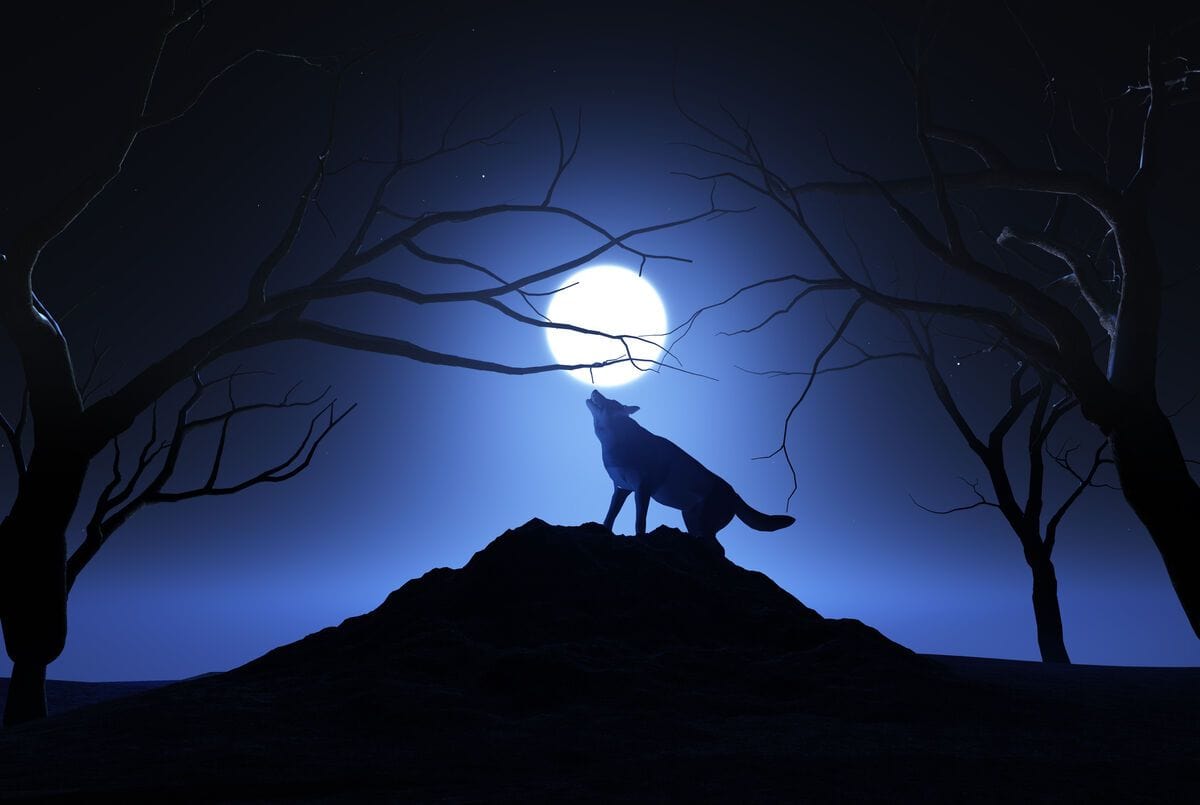 Lup urland la luna