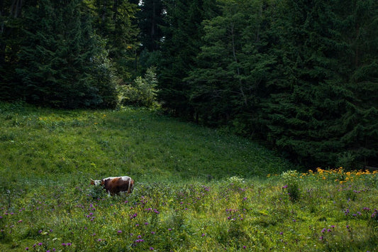 Văcuță la păscut