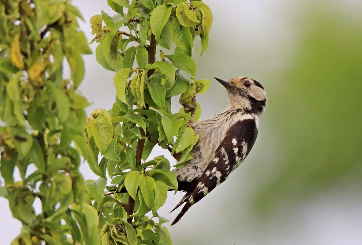Ciocanitoare de munte