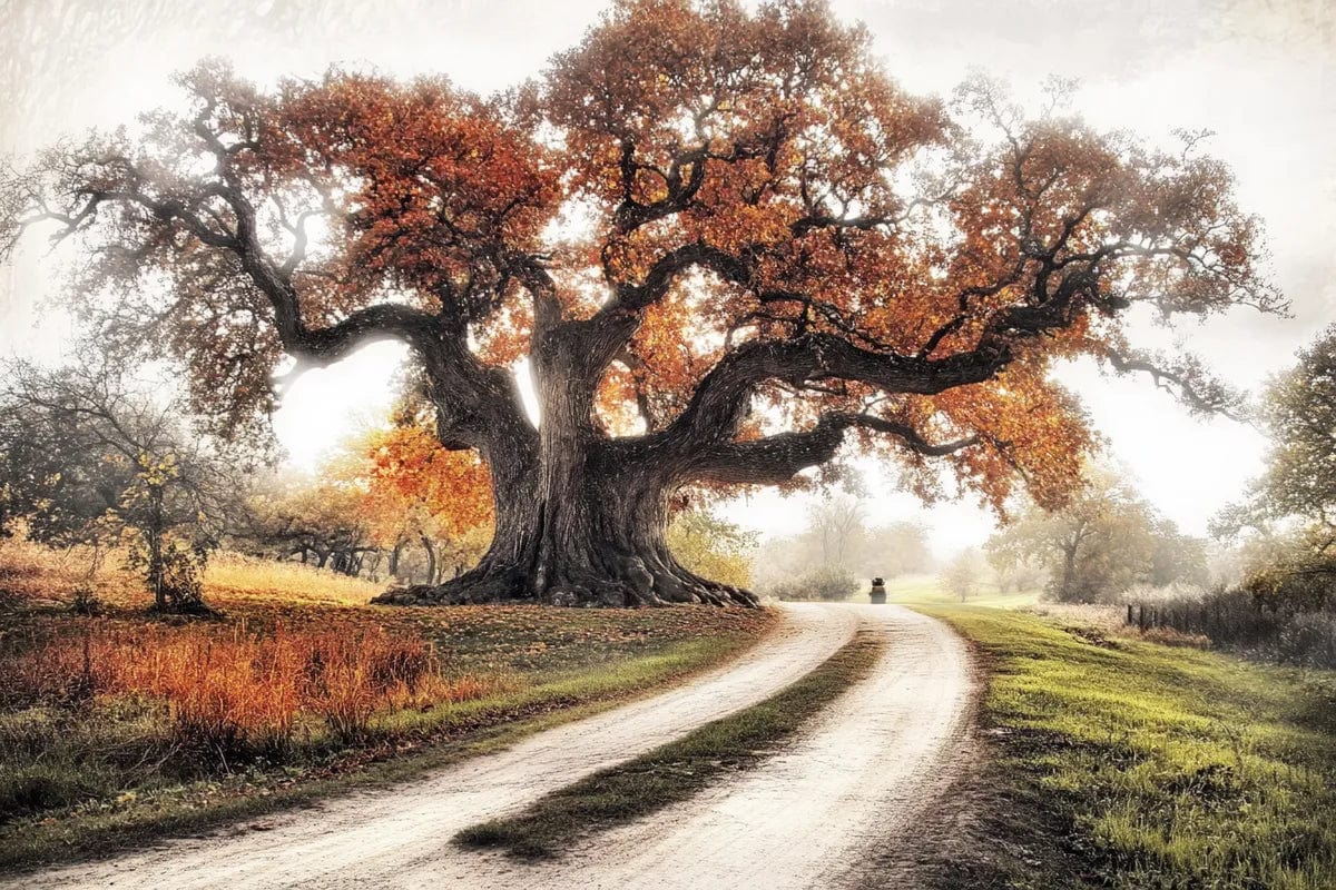 Tablou Canvas - Copac pe carare