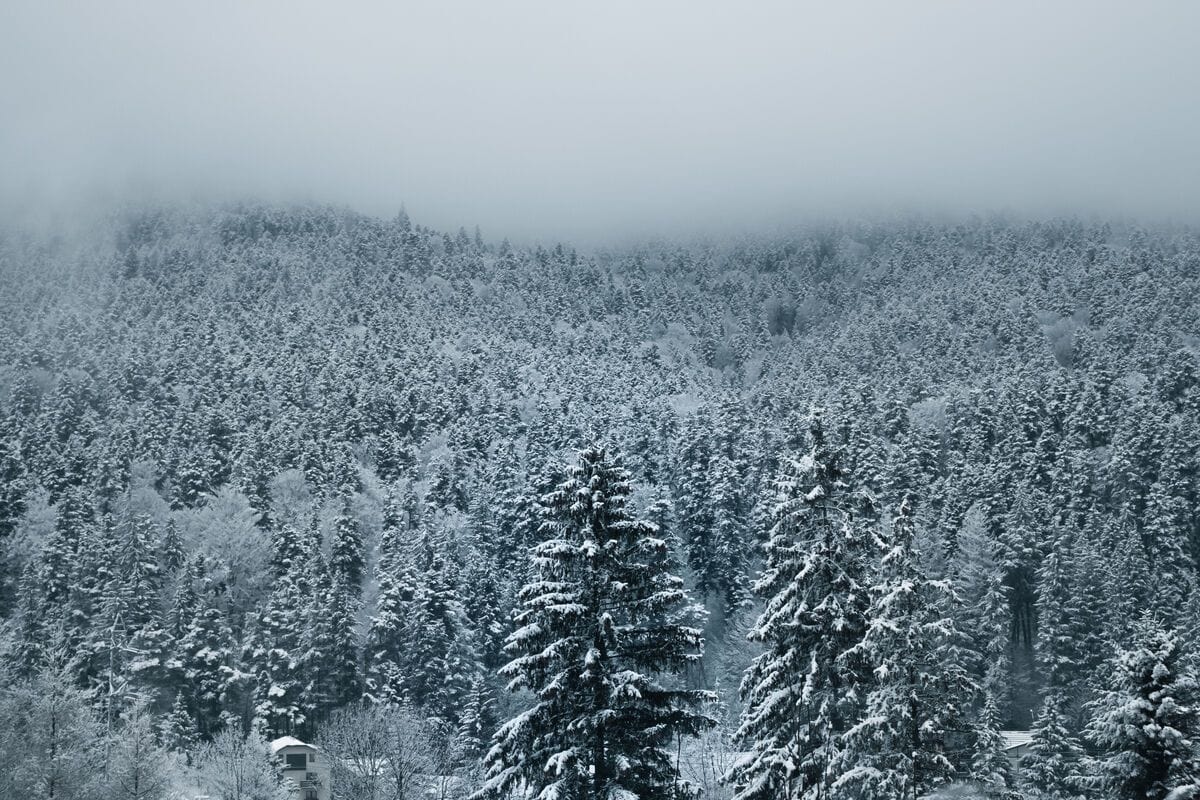Pădure Înghețată