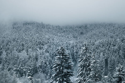 Pădure Înghețată