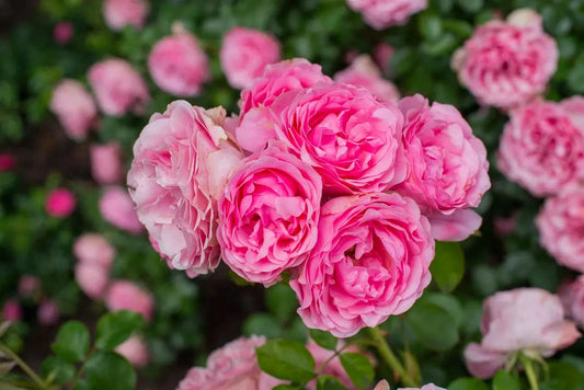 Tablou Canvas - Flori 186