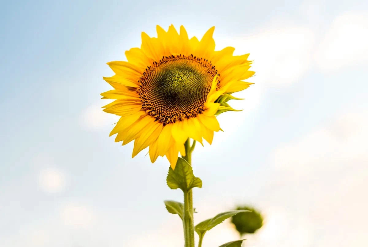 Tablou Canvas - Eleganta Florala Flori 206