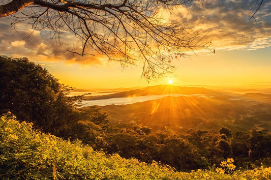 Tablou Canvas - Razele de Soare Printre Copaci