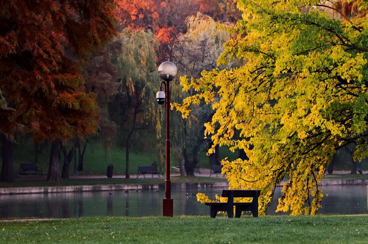 Rasarit in parcul IOR