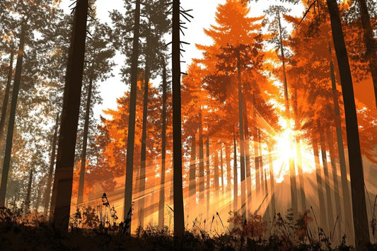 Tablou Canvas - Soare-ntre copaci