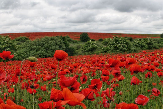 Maci-cât cuprinde privirea