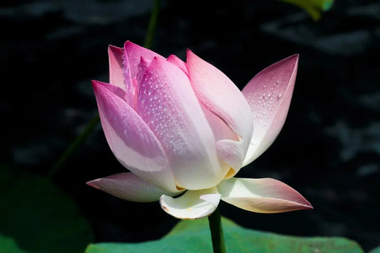 Tablou Canvas - Flori Vibrante 207