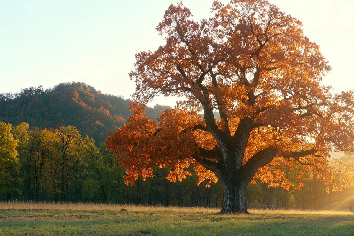 Tablou Canvas - Copac Tomnatic elegant