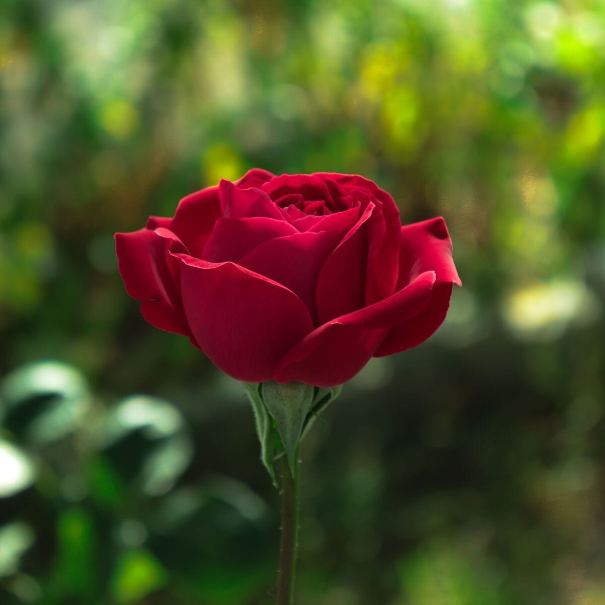 Trandafir în grădină