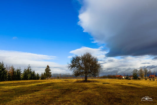 Copacul singuratic de la Borzont