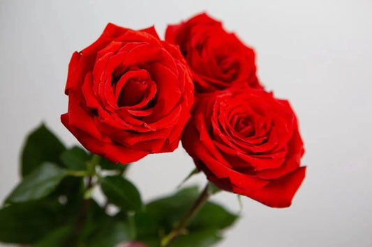 Tablou Canvas - Flori 193