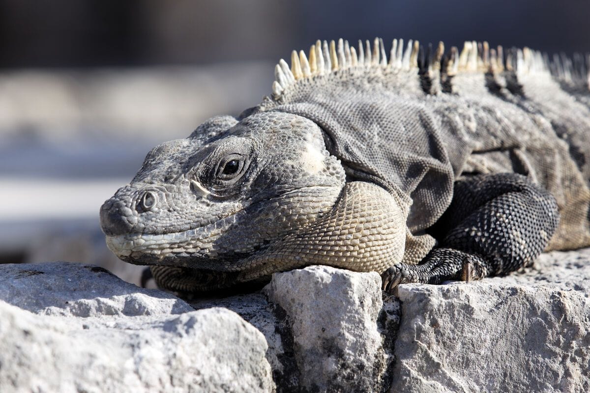 Tablou Canvas - Iguana Eleganta - Zibo.ro