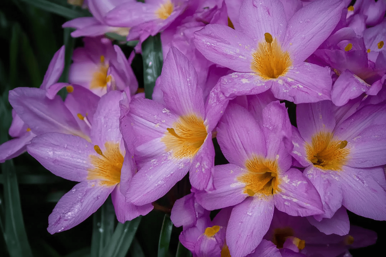 Tablou Canvas - Buchet de Flori Violet
