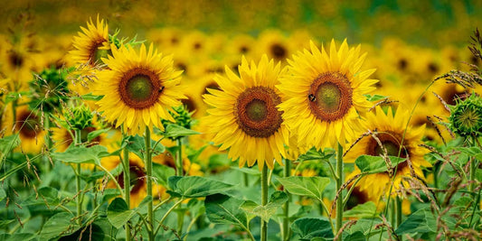 Tablou Canvas - Camp cu Floarea Soarelui 2