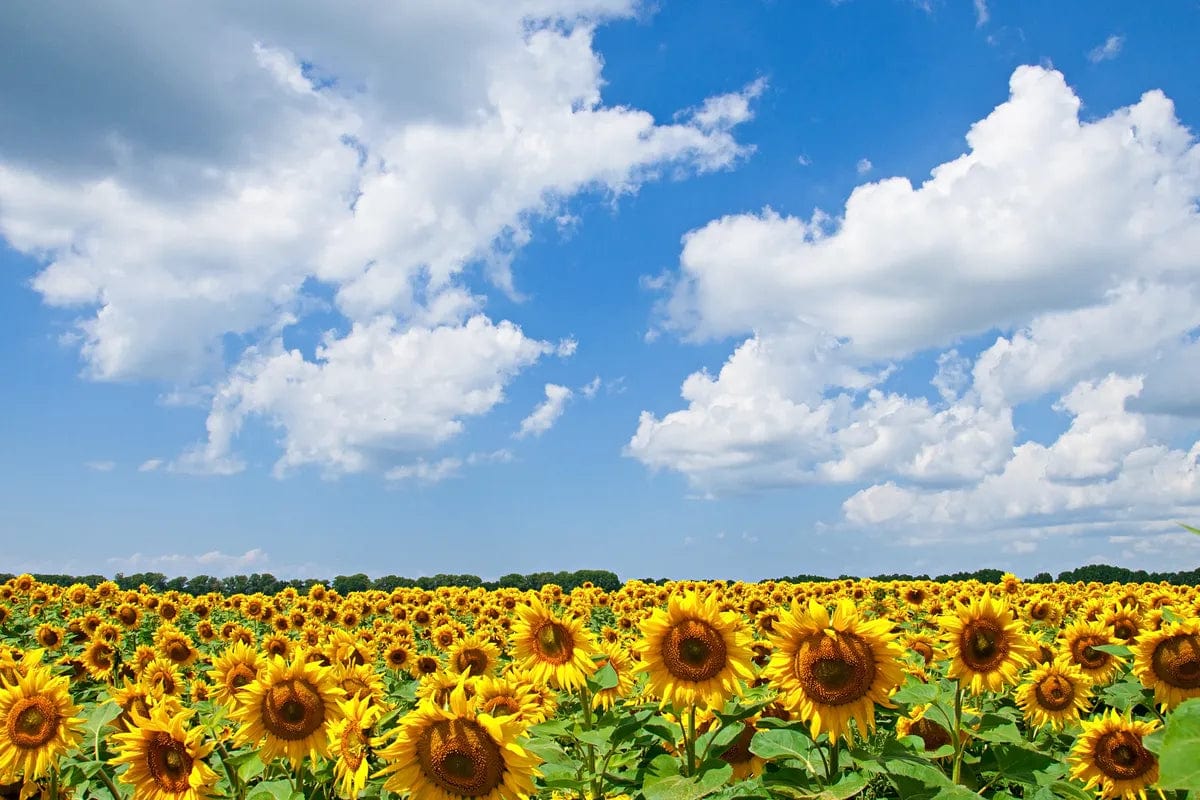 Tablou Canvas - Camp de Floarea Soarelui