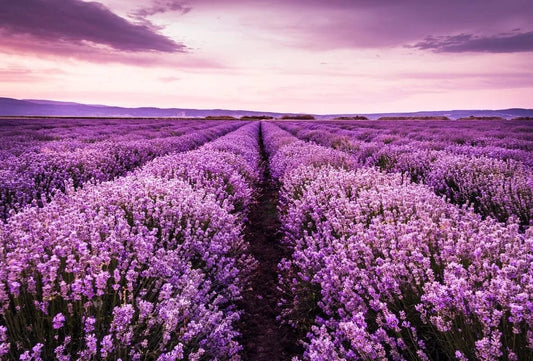 Tapet textil 1,5 X 2,2 m "Camp de lavanda"