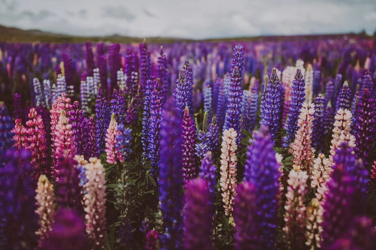 Tablou Canvas - Flori Mov