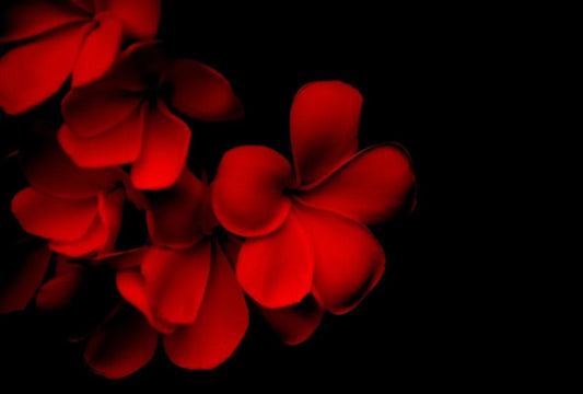 Tapet textil 1,5 X 2,2 m "Flori rosii 2"