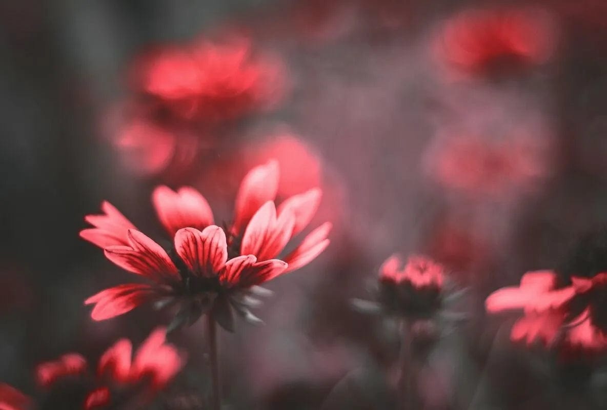 Tapet textil 1,5 X 2,2 m "Flori rosii"