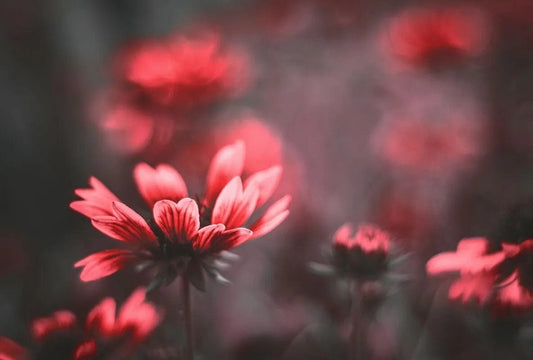 Tapet textil 1,5 X 2,2 m "Flori rosii"