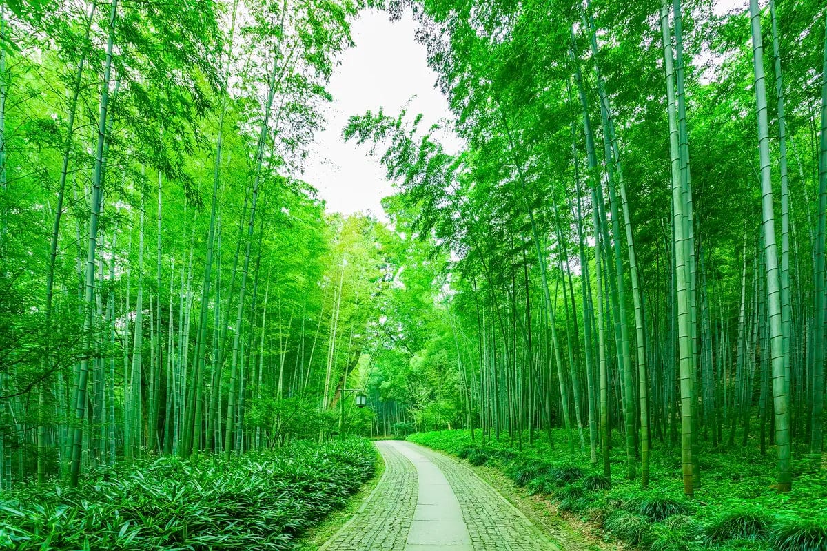 Tablou Canvas - Padure de Bambus