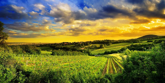 Tablou Canvas - Peisaj Viticol Austrian Elegance