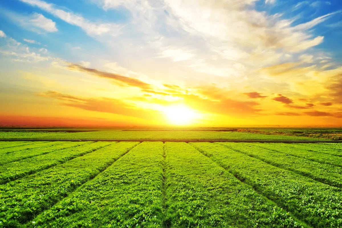 Tablou Canvas - Rasarit de Soare