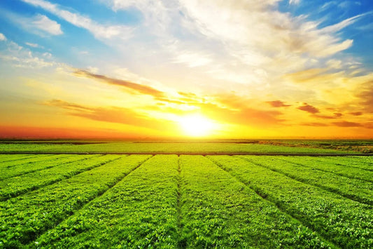 Tablou Canvas - Rasarit de Soare