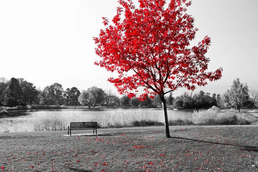 Tablou Canvas - Red Tree