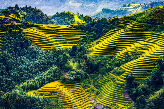 Tablou Canvas - Frumusetea Teraselor de Orez Mu Cang Chai