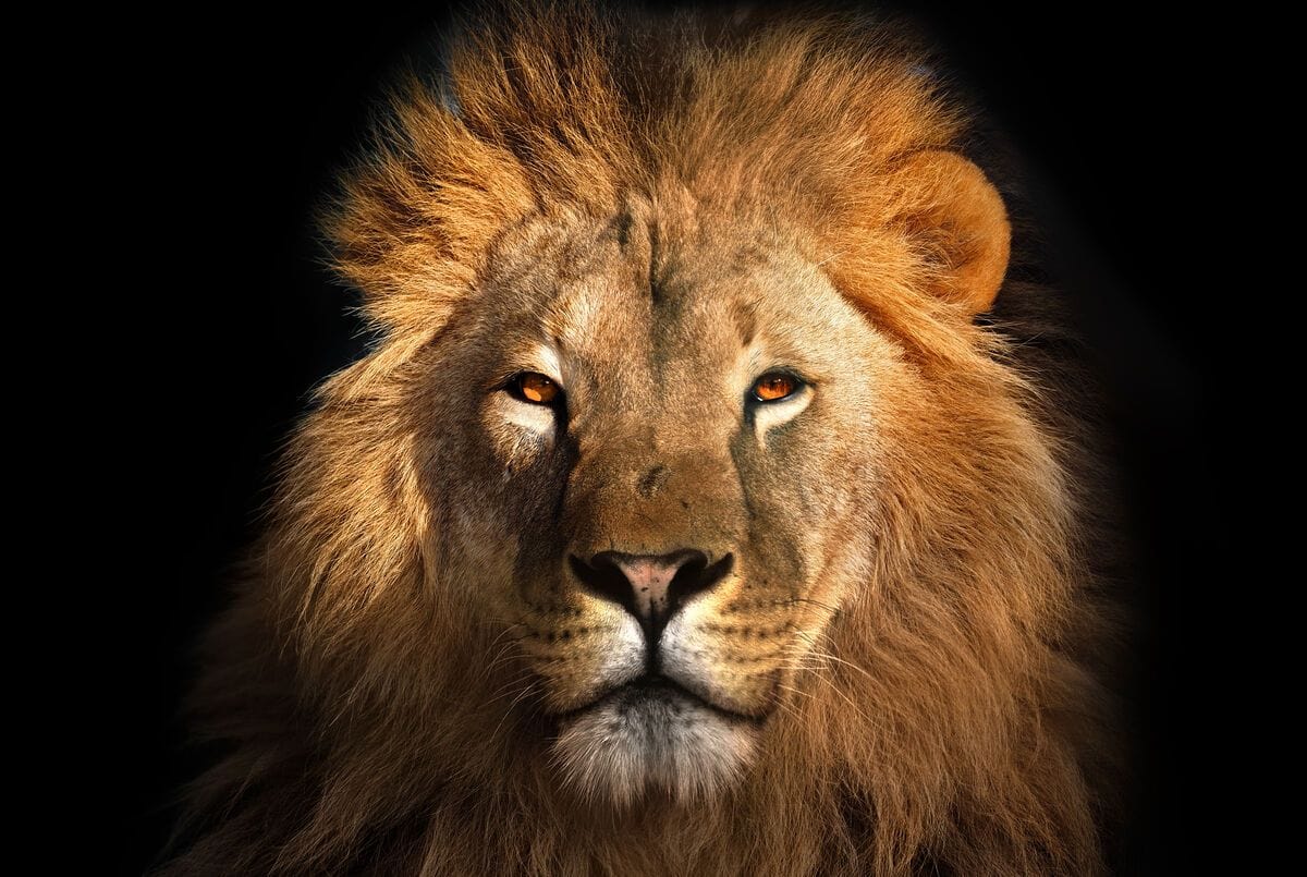 Tablou canvas - The lion