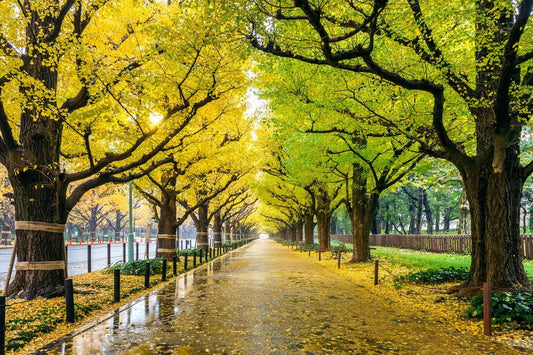 Tablou Canvas - Toamna in Tokyo