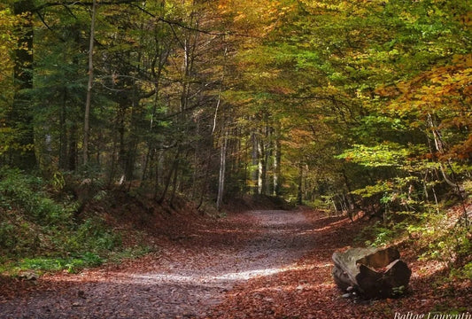 Tapet textil 1,5 X 2,2 m "Toamna la poalele Bucegiului"