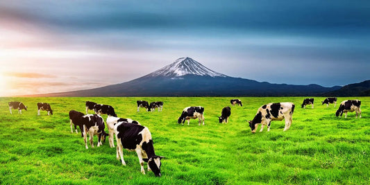 Tablou Canvas - Vacute la Pascut