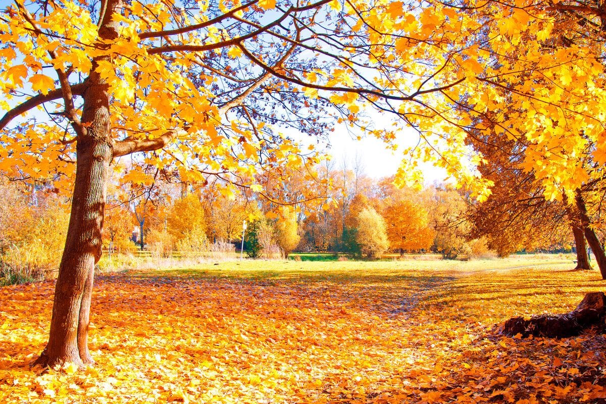 Toamna in parc