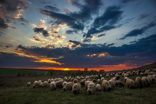 Culoare prin mioare - Campiile Olteniei