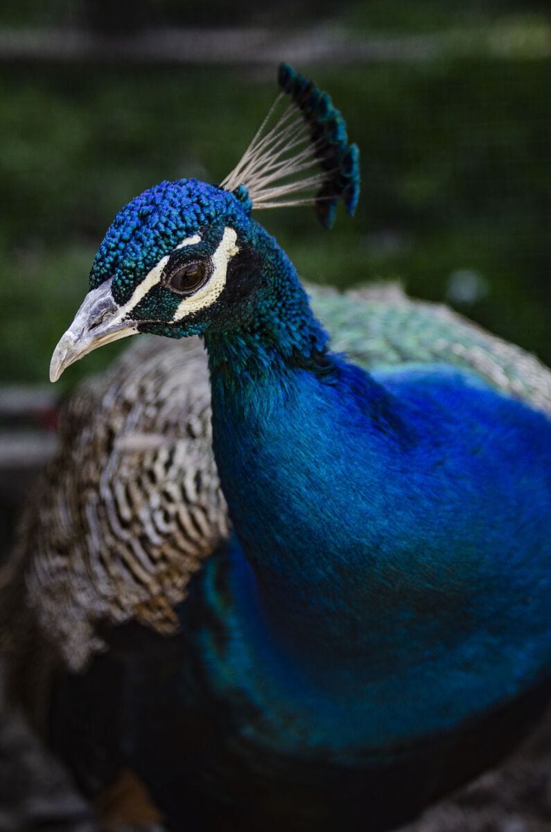 Sunt frumos, gradina tatalui meu Petrila, Romania 9.9.2020
