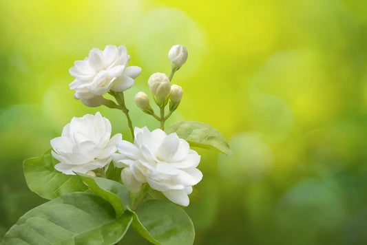 Tablou Canvas - Flori 212