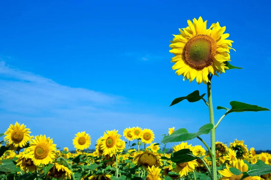 Tablou Canvas - Eleganta Florala 202