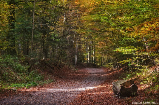 Toamna la poalele Bucegiului