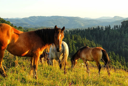 Roșia Montană-Șule