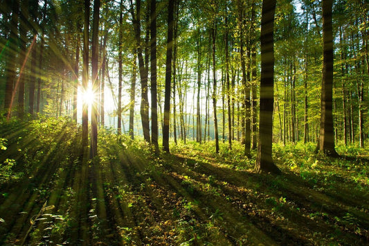 Rasarit de soare in padure