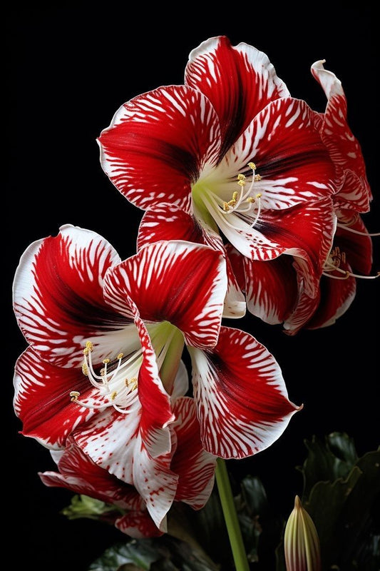 Tablou amaryllis dungat roșu-alb pe fundal negru