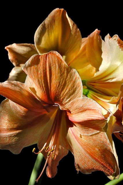 Tablou amaryllis în tonuri de piersică pe fundal negru