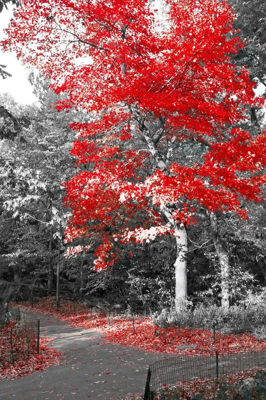 Tablou canvas - Copaci alb - negru - Cameradevis.ro