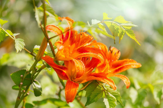 Tablou canvas - Floare portocalie - Cameradevis.ro