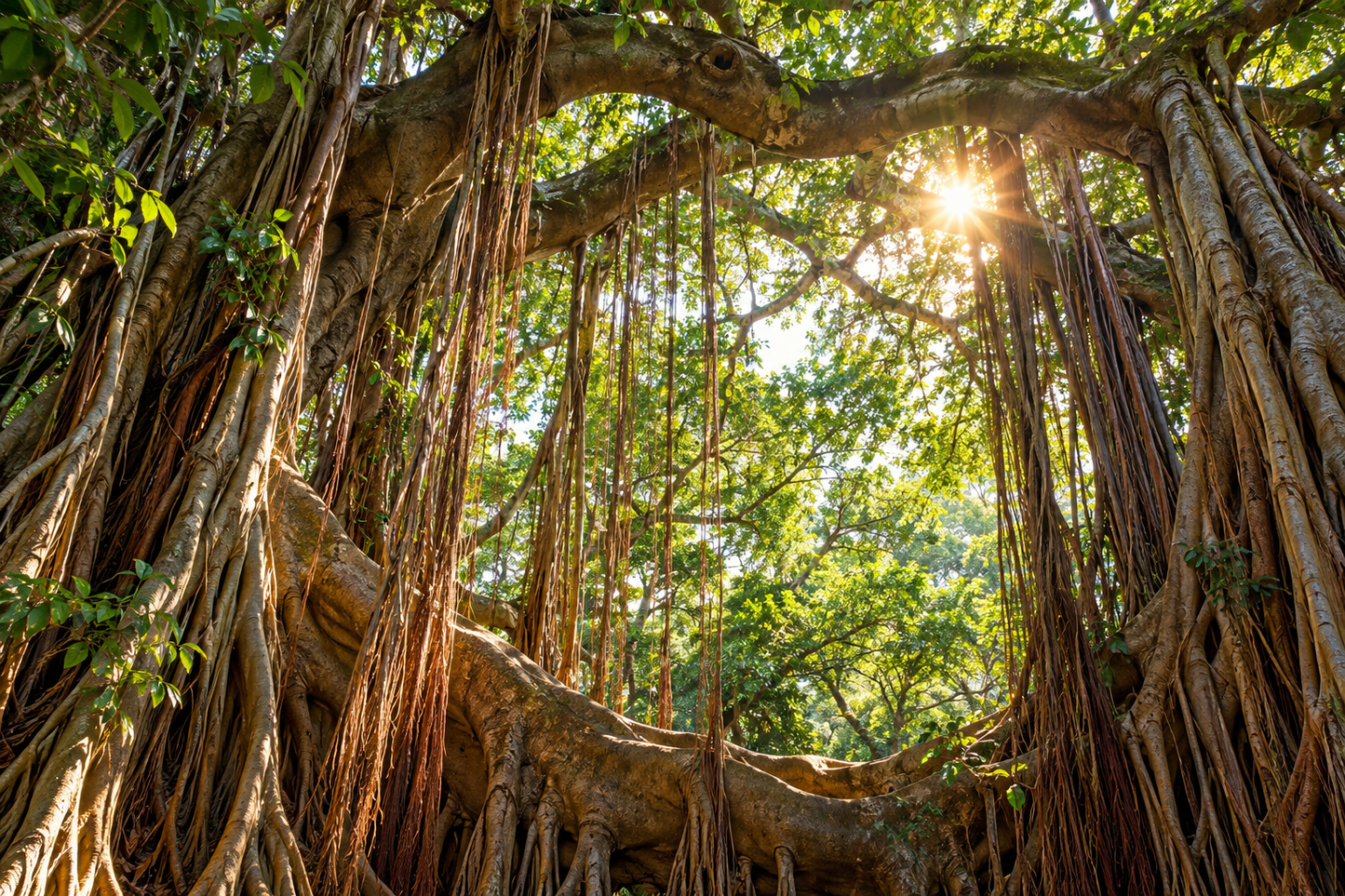 Tablou decorativ - Fereastra din Radacinile de Banyan